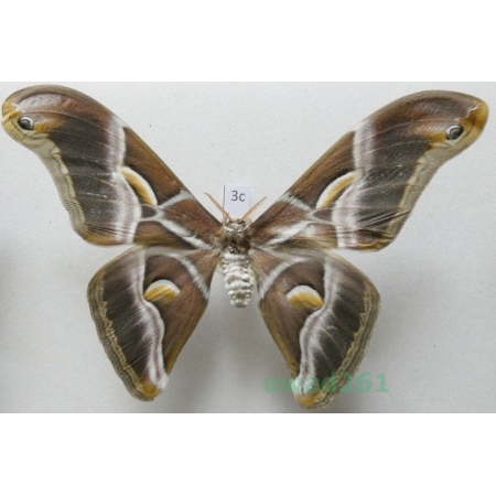 Samia cynthia (Drury, 1773) male ex. ovo India 104mm3c